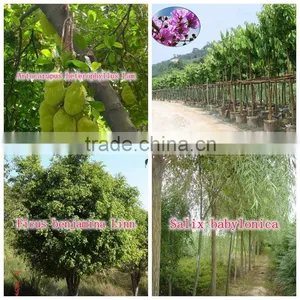 Outdoor Green Decorative Ornamental Foliage Landscaping Green Arbor Plants Trees thumbnail-2
