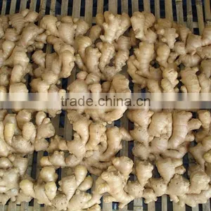 Ginger Root Price thumbnail-4