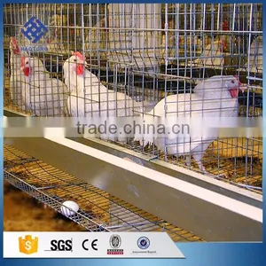 30 Years' Factory Supply Automatic Chicken Nest thumbnail-5
