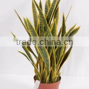 Landscaping Decorative Sanseviera Plant/make Artificial Fake Indoor Potted Plant/golden Ede Sanseviera Plant thumbnail-1