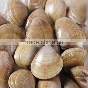Frozen Whole Surf Clam in V-pack With Lots of Sizes thumbnail-1