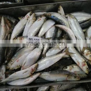 Frozen Seafood of Sardine Fish thumbnail-1