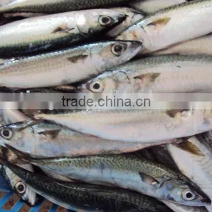 Frozen Pacificus Mackerel thumbnail-2