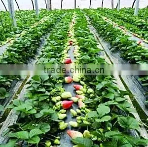 Professional Top Quality Industrial Film Greenhouse for Sale thumbnail-2