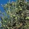 Oleanolic Acid Extract 98% Oleanolic Acid (UV-VIS) thumbnail-1
