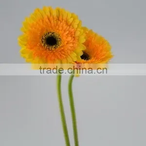 Quality Champagne Fresh Gerbera Plants thumbnail-1