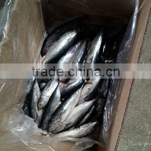 Frozen Whole Round 100-300g Bonito Tuna Fish thumbnail-3