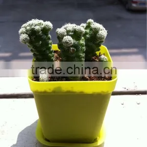 Plastic Injection Indoor Flower Pots thumbnail-5