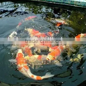 Aquaculture Fish/ Shrimp Pond Denitration Product thumbnail-2