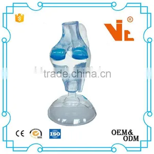 V-AM036 Plastic Human Knee Anatomic Model thumbnail-2