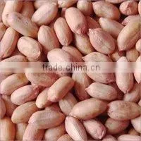 Groundnut DALL0000061 thumbnail-1