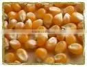 MUSHROOM POP CORN thumbnail-1