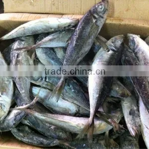 Sea Frozen Trachurus Japonicus Horse Mackerel thumbnail-1