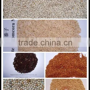 High Quality White Broomcorn Millet (glutinous Broom Corn/proso Millet) thumbnail-4