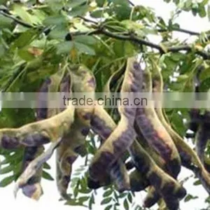 2015 Gleditsia Sinensis Lam Seeds For Growing thumbnail-2