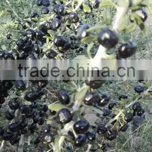 Raw Wild Black Goji Seeds for Planting Organic Goji Berry Seeds thumbnail-6