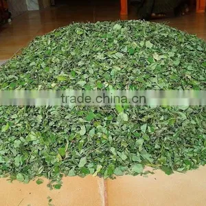 Moringa Leaves thumbnail-1