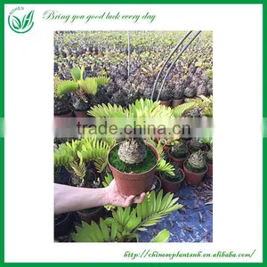 Indoor and Outdoor Ornamental Zamia Furfuracea Ait Plants thumbnail-1