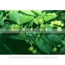 Croton Oil thumbnail-1