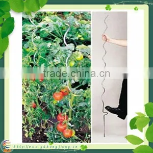 Tomato Plant Spiral Support Stakes thumbnail-3