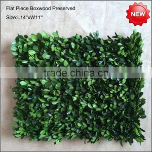 Preserved Boxwood Mat Flat Piece thumbnail-1