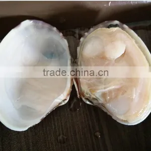 BOILED AND READY TO EAT SHORT NECKED CLAM thumbnail-1