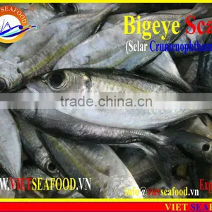 FROZEN BIGEYE SCAD WHOLE ROUND thumbnail-5