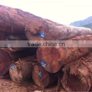 HOMALIUM CARYOPHYLLACEUM BENTH LOGS WITH THE BEST PRICE thumbnail-1