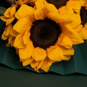 Hydroponics Sunflower Agricultural Photography Festival Graduation Season thumbnail-1