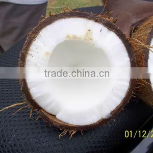 Tasty Fresh Matured Coconut Price thumbnail-5