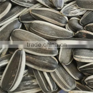 Sunflower Seed Long Type 5009 thumbnail-1