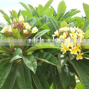 Plumeria Rubra Acutifolia Plants thumbnail-1