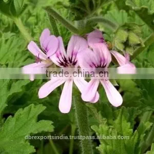 Geranium Oil in Bulk thumbnail-1