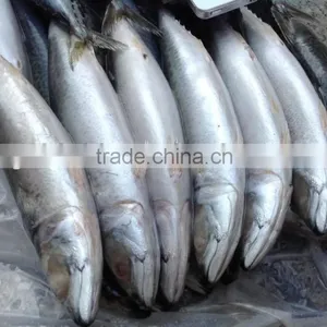 2016 New Caught Whole Round Mackerel 300-400g for Market thumbnail-3