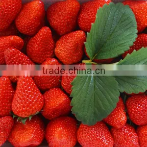 BIG SIZE FRESH STRAWBERRY thumbnail-5