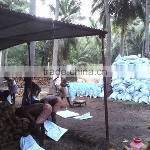 Matured Coconuts thumbnail-3