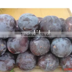 Black Diamond Plum thumbnail-1
