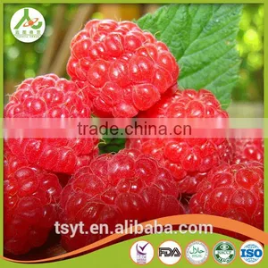 2016 Common and Organic Season Frozen Iqf Raspberry thumbnail-4