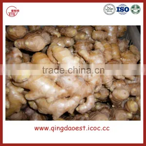 Chinese Fresh Ginger thumbnail-3