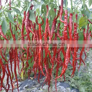 Hot Sale Hybrid High Yield Chili Pepper Seeds-Jiao Long thumbnail-3