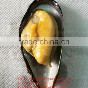 Blue Mussel Frozen High Quality Half Shell Mussel thumbnail-1