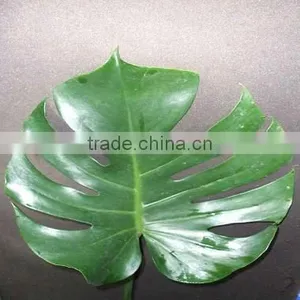 Monstera thumbnail-1
