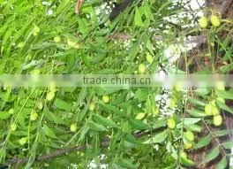Neem Oil Organic thumbnail-1
