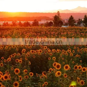 Calcium Ammonium Nitrate Fertilizer /CAN CAS No.13477-34-4 thumbnail-6