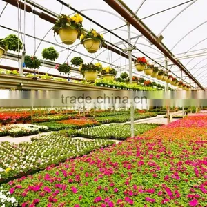 Factory Price BaoLiDa Poly Tunnel Greenhouse For Vegetables /Fruits /Crops thumbnail-2