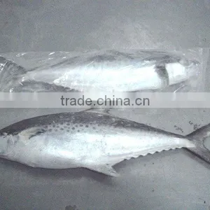 King Fish Whole Round thumbnail-1
