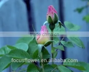 on Line Shopping Fresh Rose Flowered Trim Fresh Cut Flowers Kenya for Home Decoration thumbnail-1