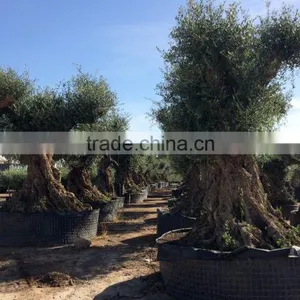 Olive Tree "Lechin"- Olea Europaea "Lechin" thumbnail-3