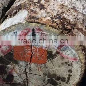 BEST QUALITY KEURING LOGS FROM LAOS thumbnail-1