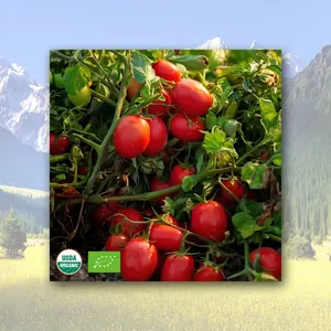 Organic 28/30 Brix Tomato Paste Concentrate in Drum Packaging Cold/Break Hot Bulk Packed thumbnail-4